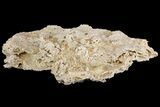Fossil Coral Colonies (Thamnasteria & Thecosmilia) - Germany #157326-3